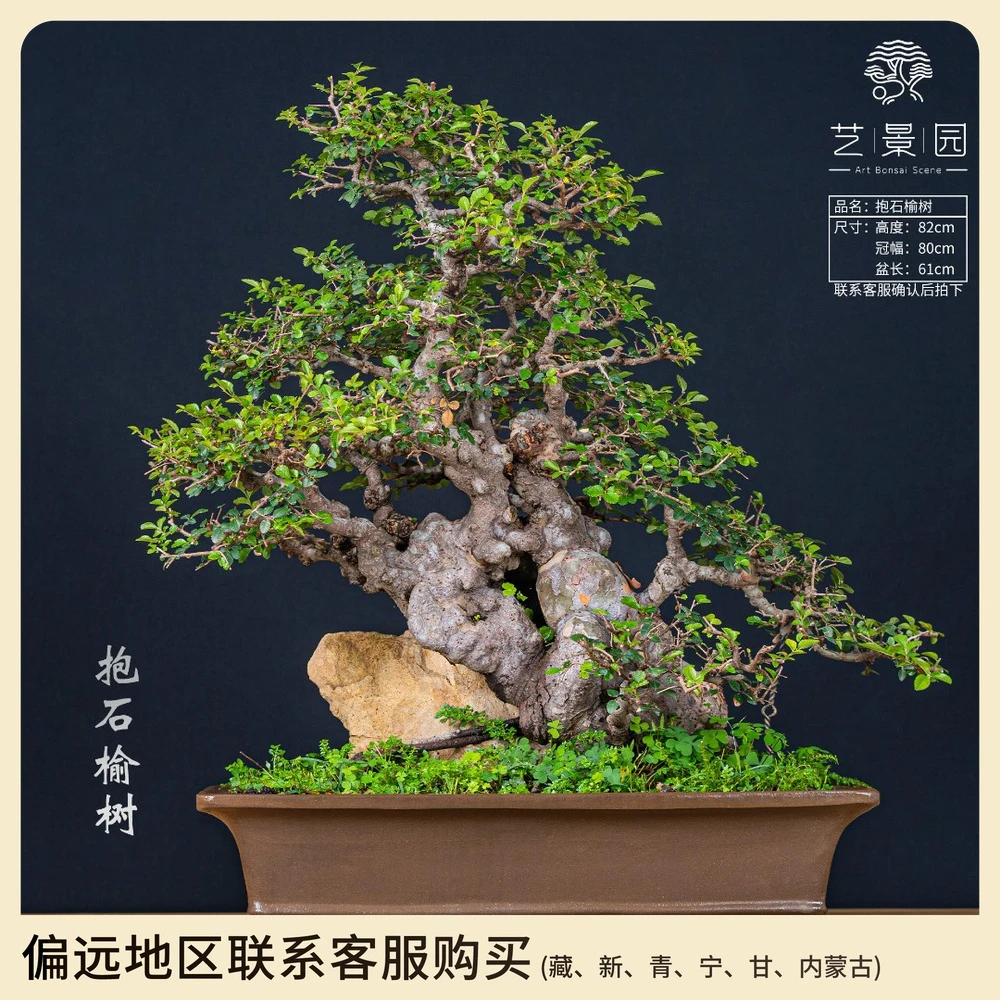 【艺景园】抱石榆树 丛林式怪桩办公室茶桌 古风一本多杆精品盆景