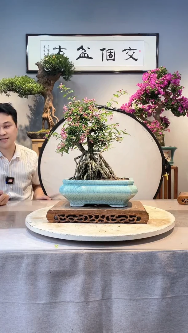 【闪购商品】盆景李氏樱桃