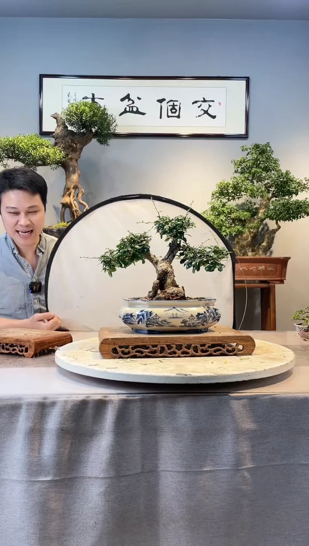 【闪购商品】盆景福建茶