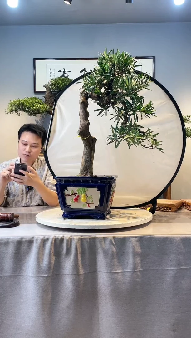 【闪购商品】盆景罗汉松