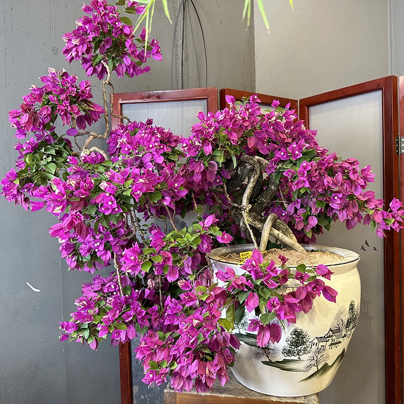 宛如三角梅-三角梅通用链接一物一拍   直播间截图为准（3280）