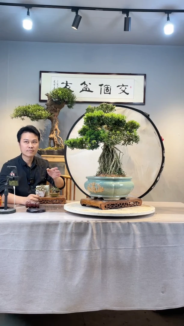 【闪购商品】盆景黄杨