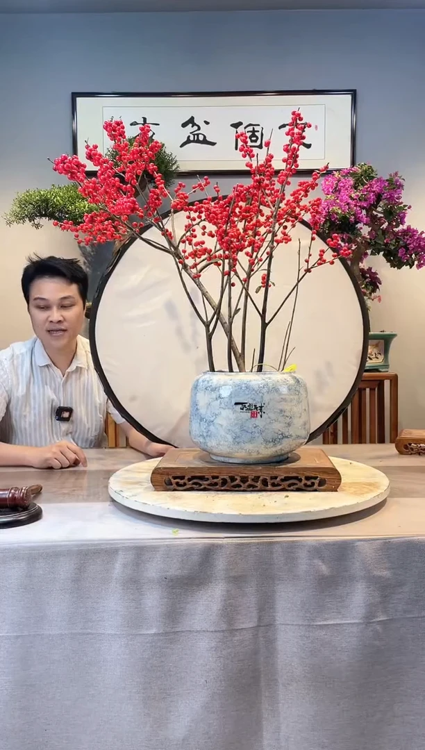 【闪购商品】盆景冬青