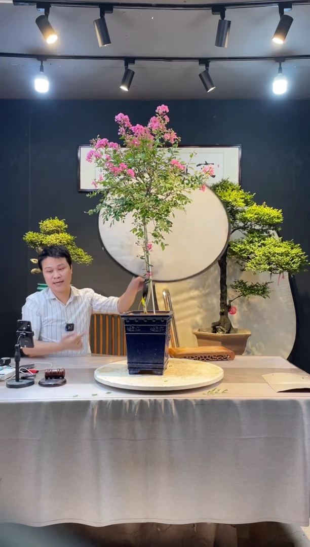 【闪购商品】盆景紫薇