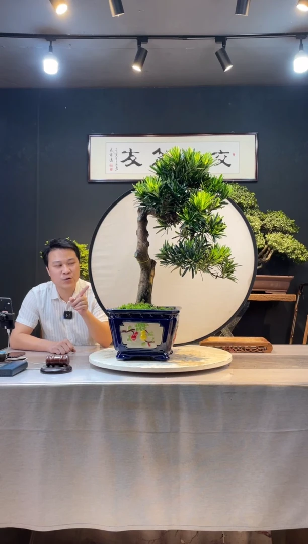 【闪购商品】盆景蓝屿罗汉松