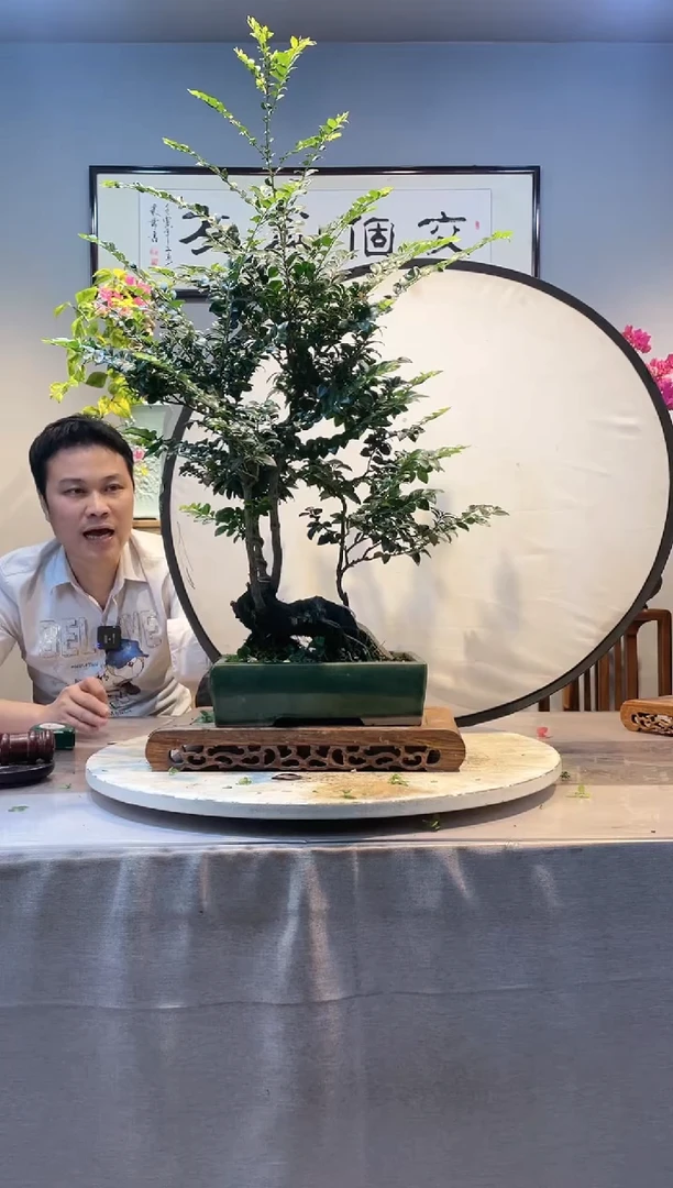 【闪购商品】盆景黑骨茶