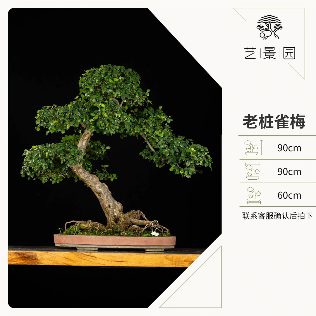 【艺景园】老桩雀梅 冠幅饱满 大飘枝 别墅庭院观赏 高端盆景