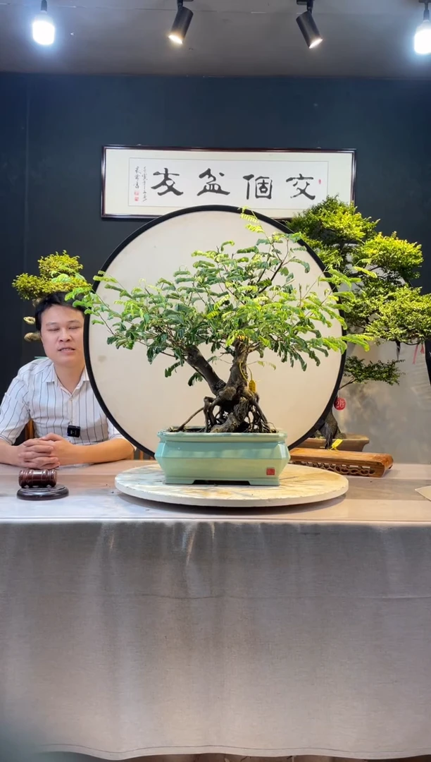 【闪购商品】盆景合欢