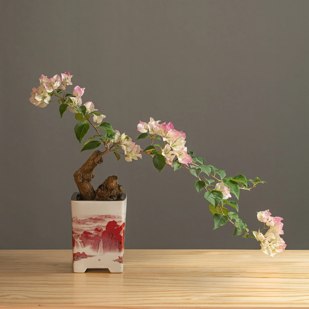 王子的花园-晓玲三角梅通用链接一物一拍   直播间截图为准（780）