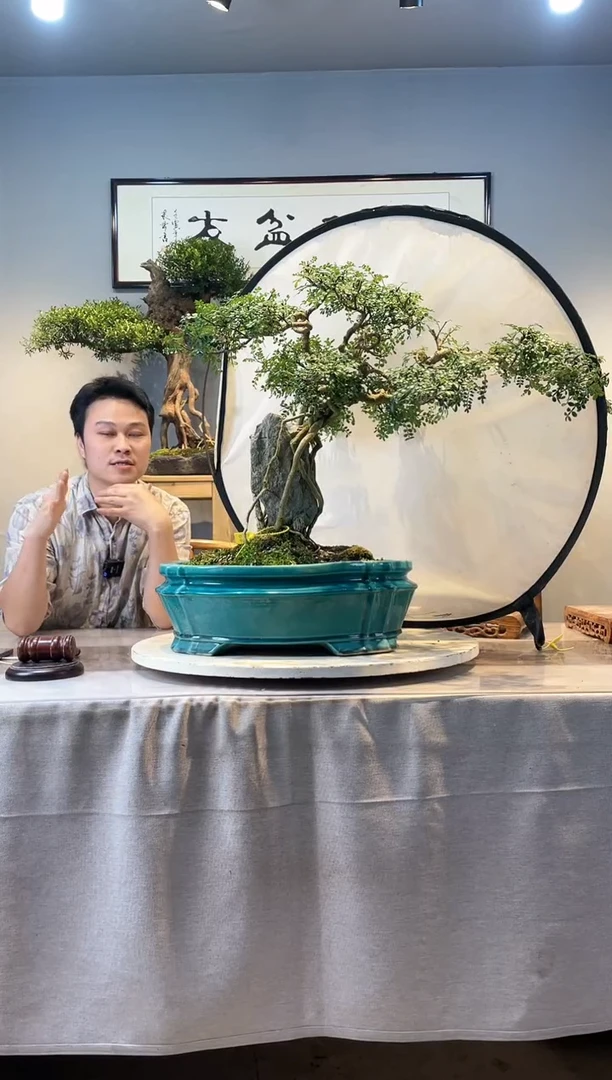 【闪购商品】盆景胡椒木