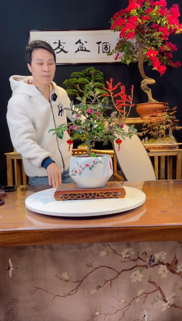 【闪购商品】盆景茶梅