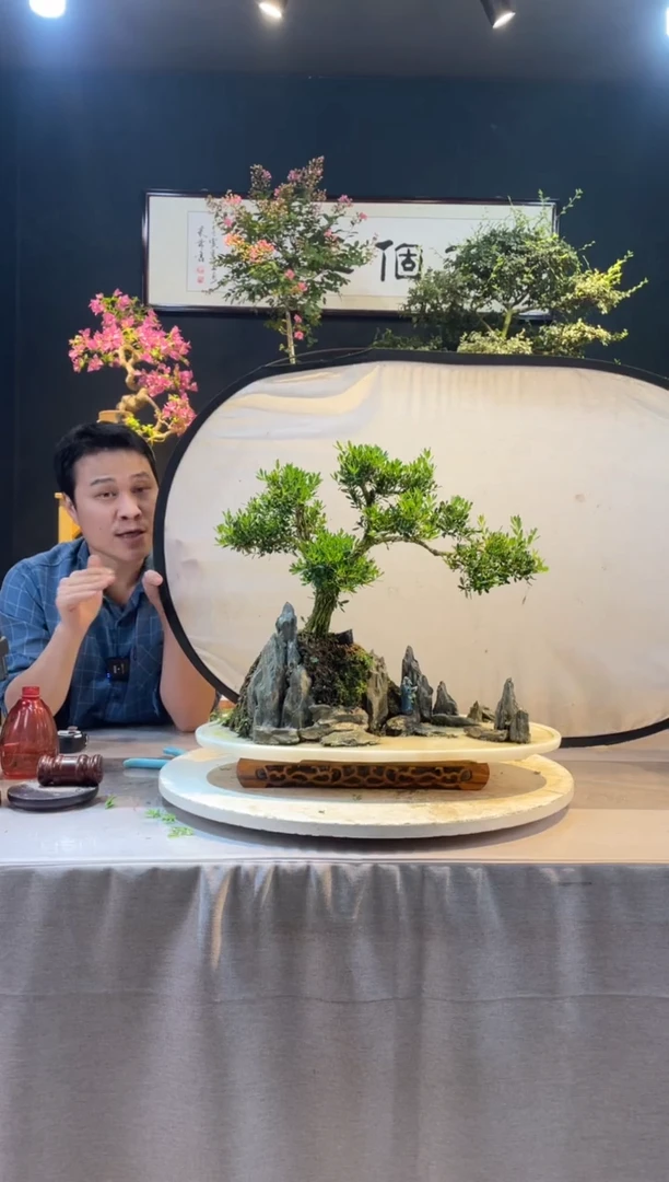 【闪购商品】盆景皱皮黄杨