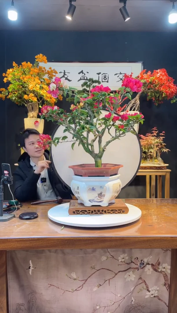 【闪购商品】盆景画报