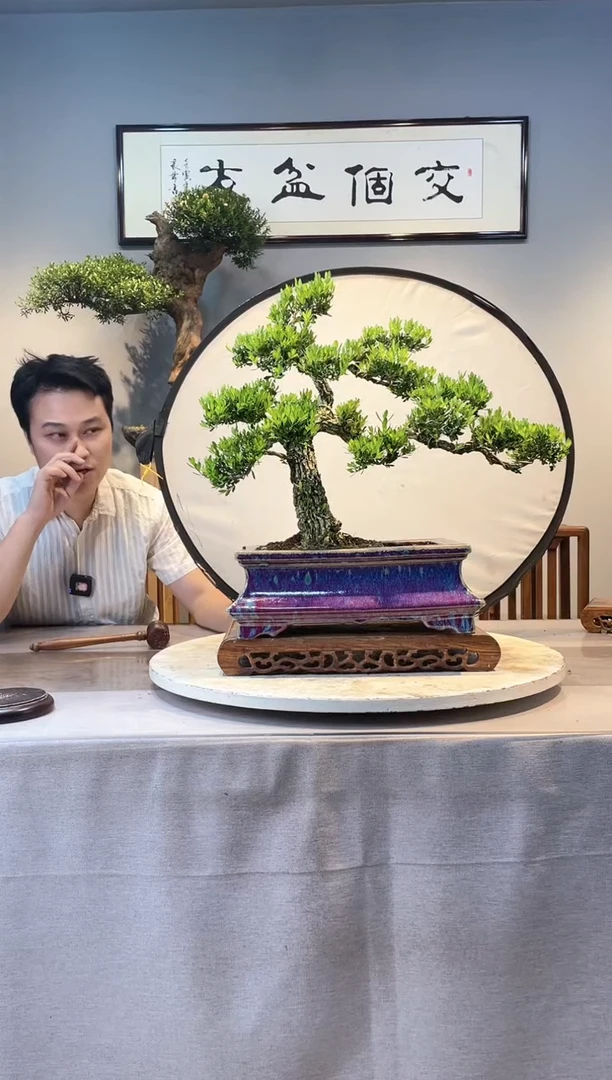 【闪购商品】盆景黄杨