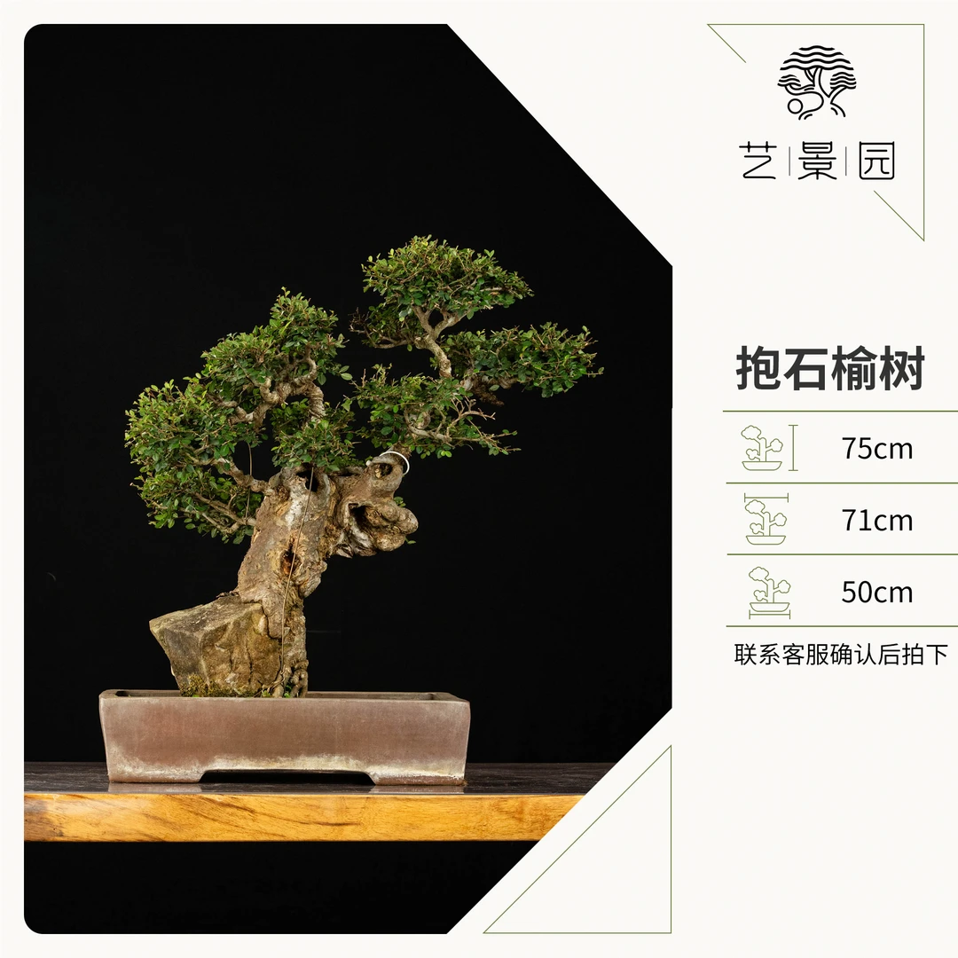 【艺景园】抱石榆树 庭院阳台造景喜光盆栽 别墅室外高端观赏盆景