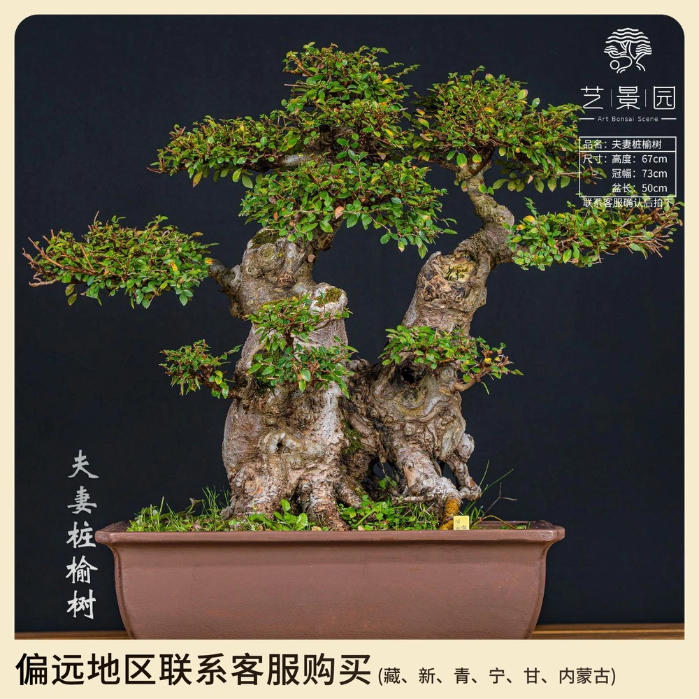 【艺景园】夫妻桩榆树 别墅室外高端观赏盆栽 庭院阳台喜光盆景