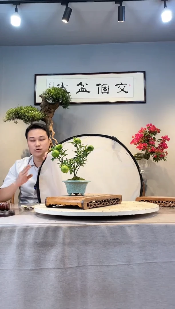 【闪购商品】盆景八房柑