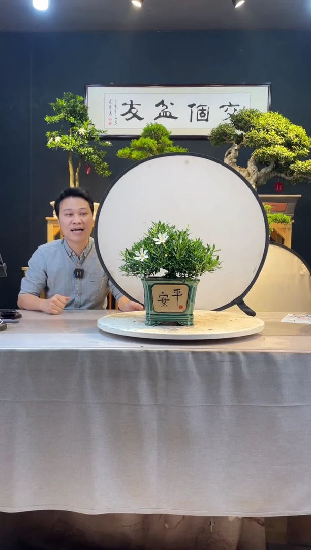 【闪购商品】盆景青嘴栀子花