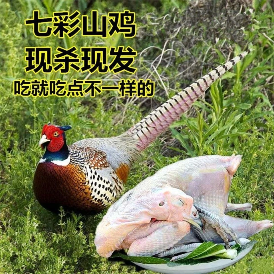 七彩山鸡肉 新鲜宰杀 公母鸡一对1.6-2.5斤左右 滋补佳品现杀