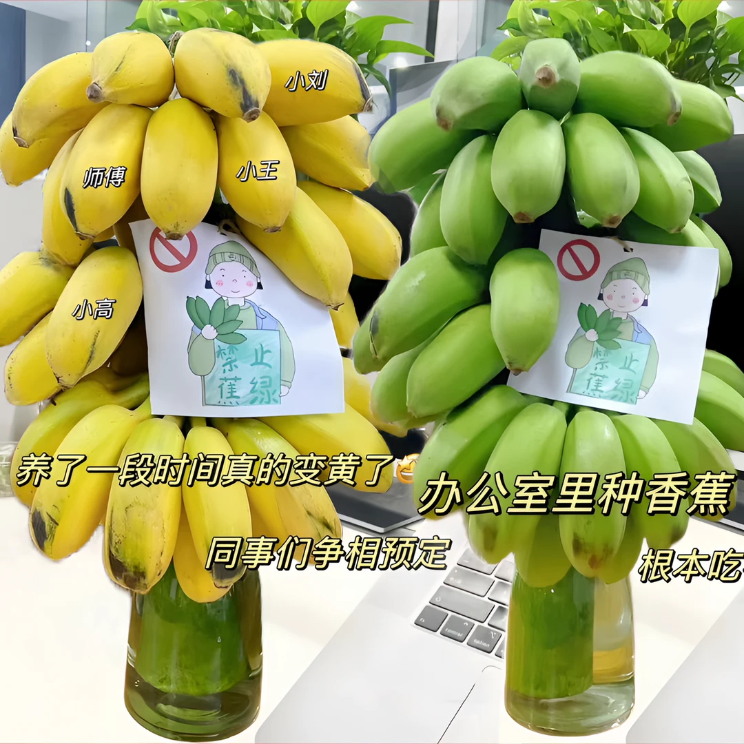 苹果蕉水培办公室绿植香蕉整串批发产地直销新鲜饱满可食用水果