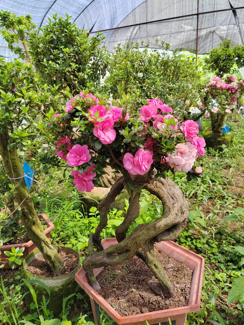 杜鹃盆景桩批发零售