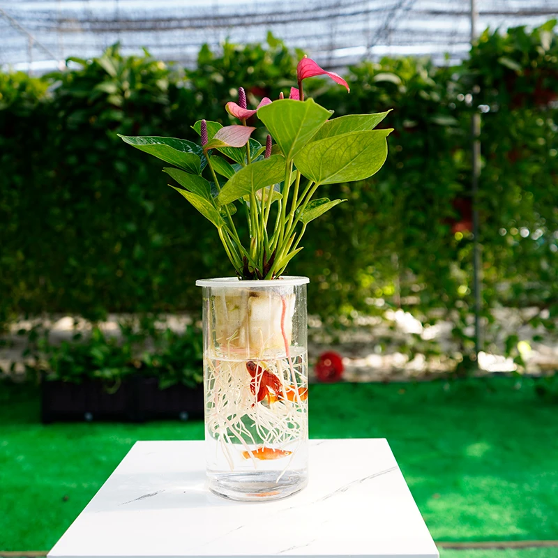 水培室内绿植发财树好养白掌一帆风顺红掌干净好养易活绿萝