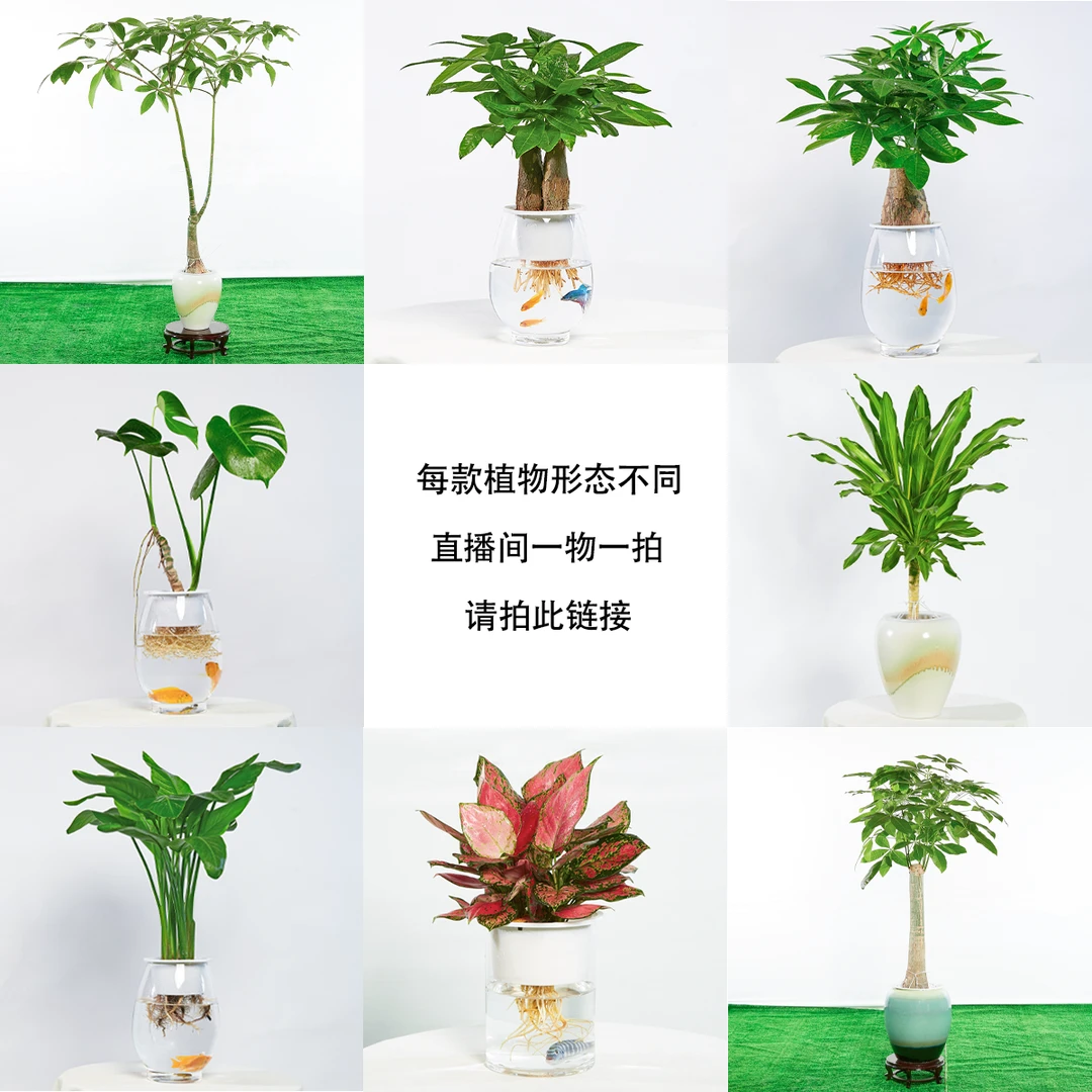 【一物一拍】绿植纯发财树室内盆栽水培植物直播第一名大棵