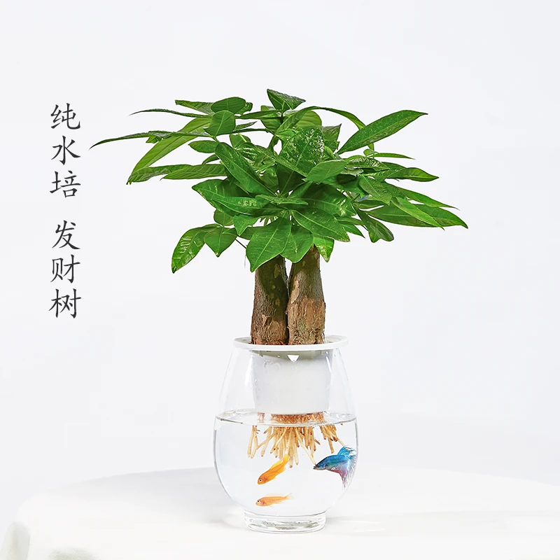 水培发财树室内好养活盆栽懒人桌面绿植花卉水培乔迁发财树盆栽