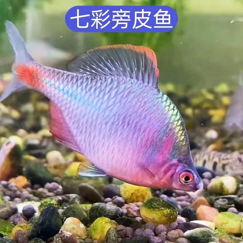 高体鳑鲏鱼河蚌繁殖原生冷淡水观赏鱼除藻清洁工具鱼群游鱼