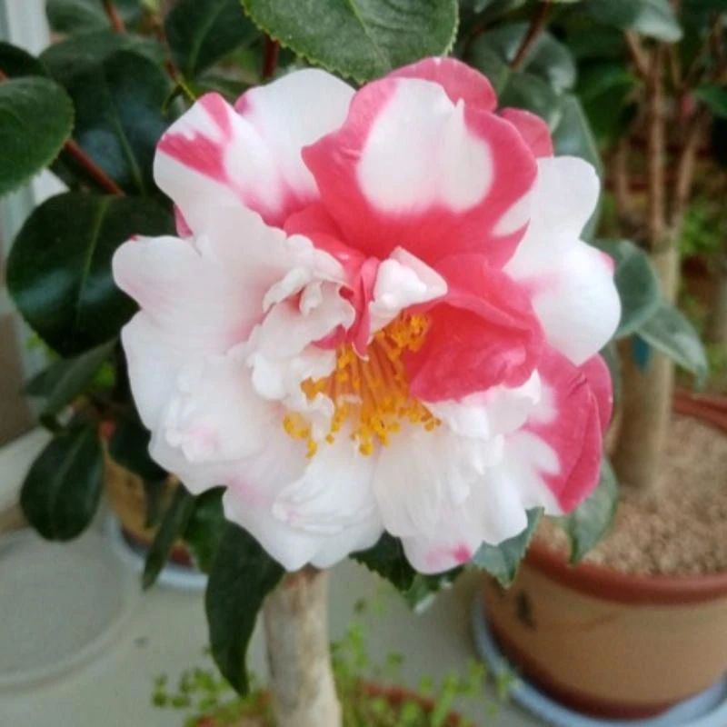 客莱邸 名贵山茶花