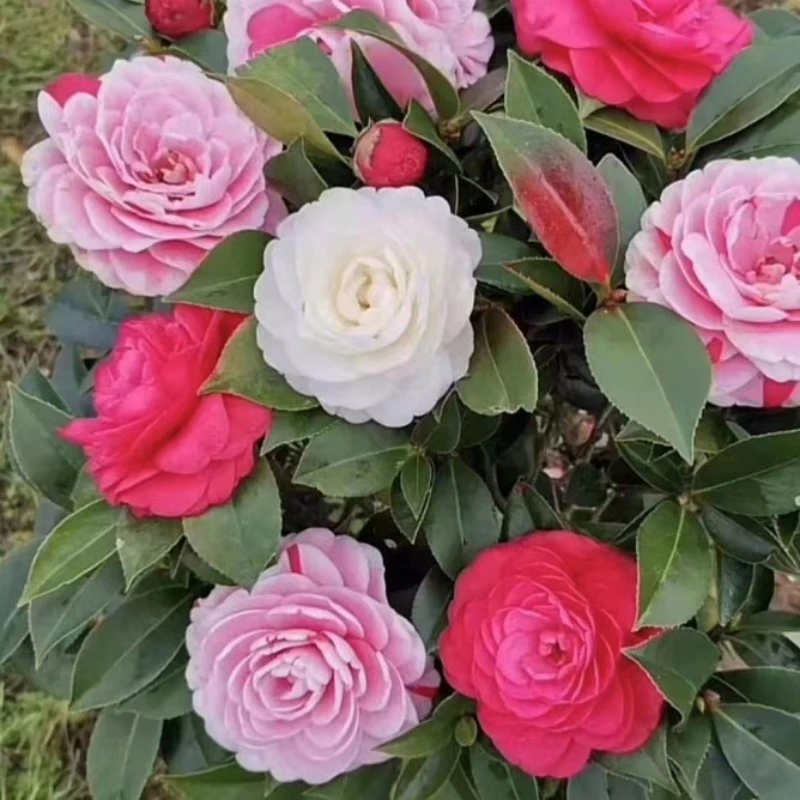 五色赤丹山茶花（不包成活）介意勿拍