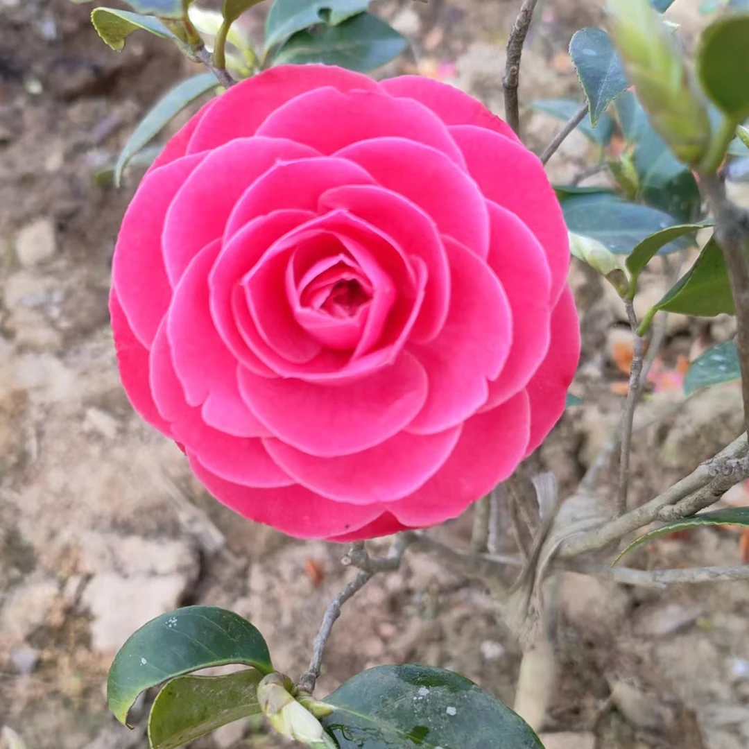 茶花，茶梅小桃红。樱桃红，胭脂红香花