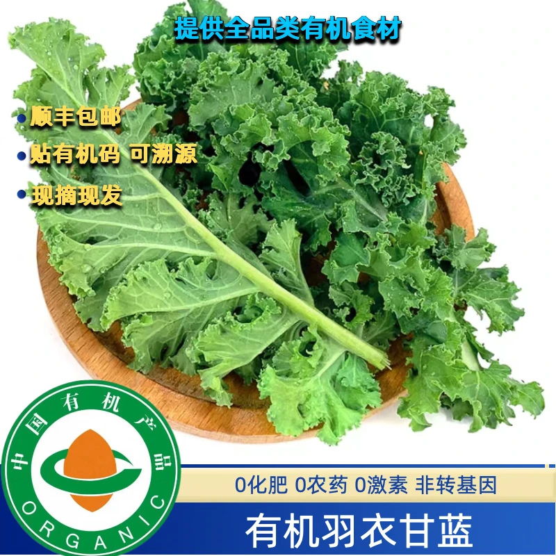 有机认证有机羽衣甘蓝2斤顺丰现摘现发,生榨无农残安心绿色蔬菜