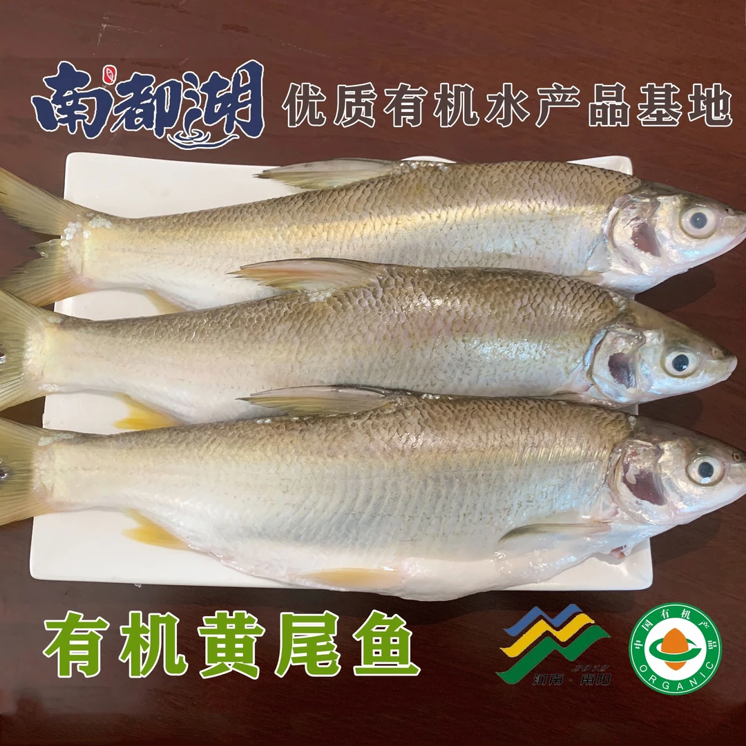 有机黄尾鱼5斤有机认证，产地直发顺丰包邮新鲜美味新鲜捕捞