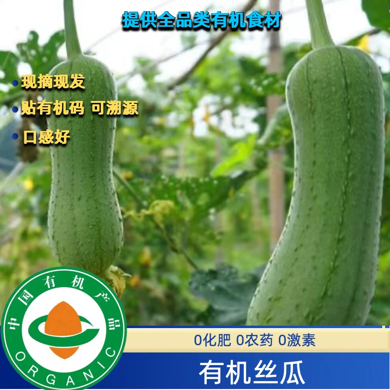 有机丝瓜3斤装，有机认证无农残新鲜健康自然绿色绿叶菜