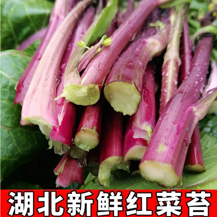 湖北红菜苔3斤装露天蔬菜农家自种菜红子现摘清甜脆嫩