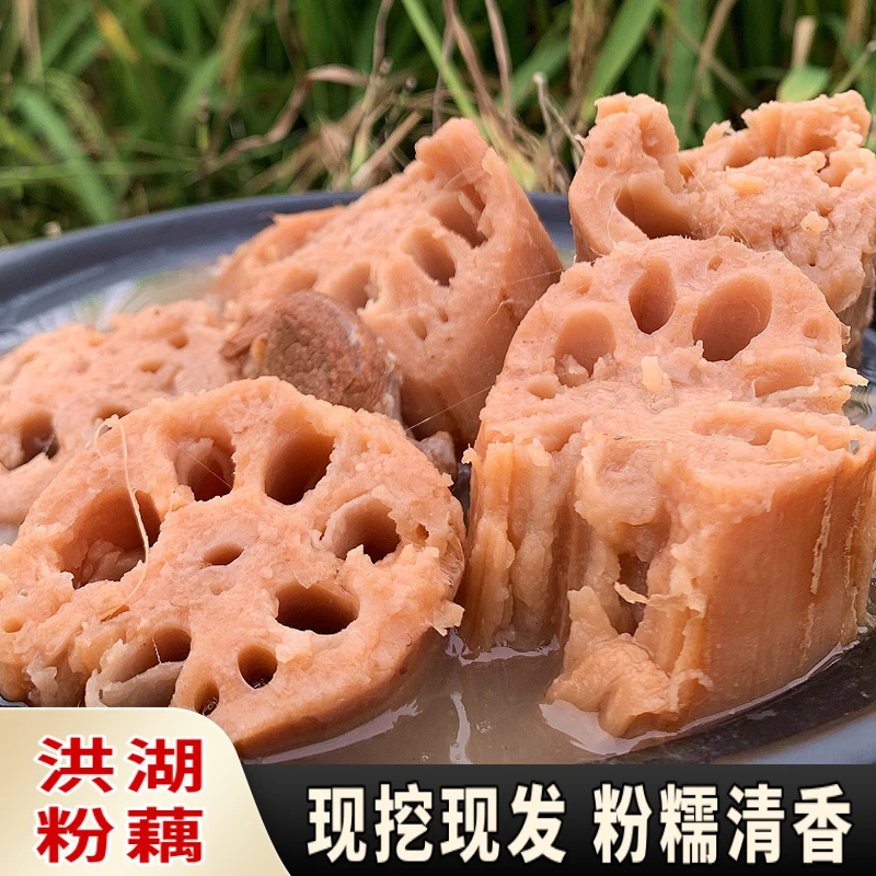 洪湖莲藕粉藕新鲜现挖湖北莲藕农家土特产煲汤藕炖汤藕