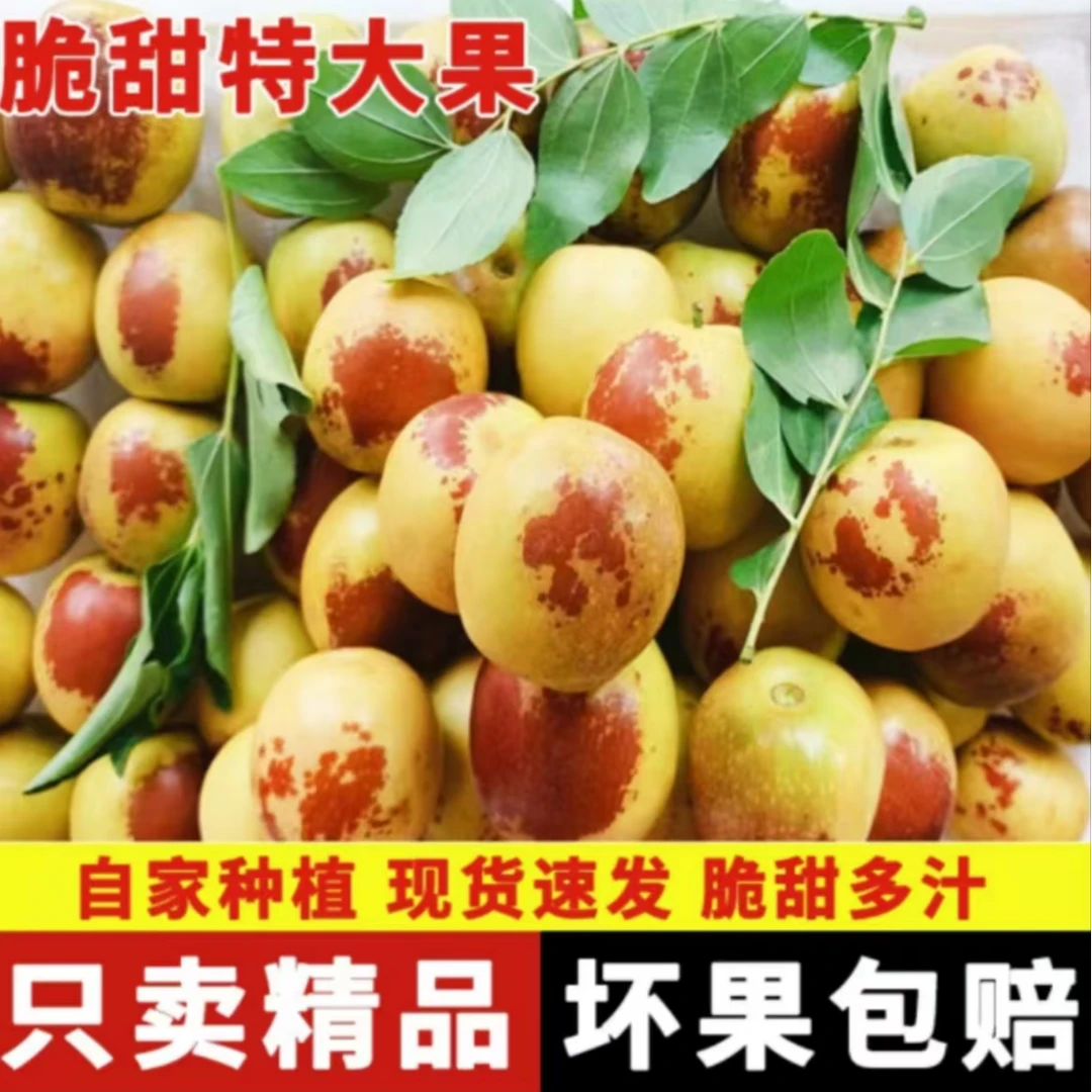 【自家枣园】冬枣3斤5斤大果现摘现发山东沾化枣子脆甜鲜枣整箱