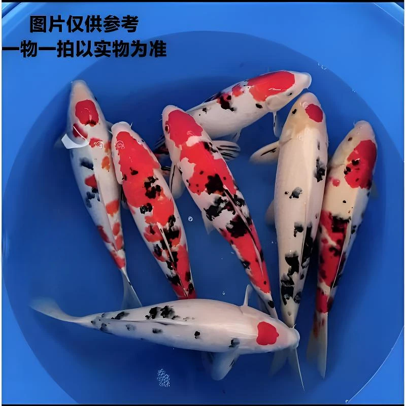 各种锦鲤观赏鱼(包邮)