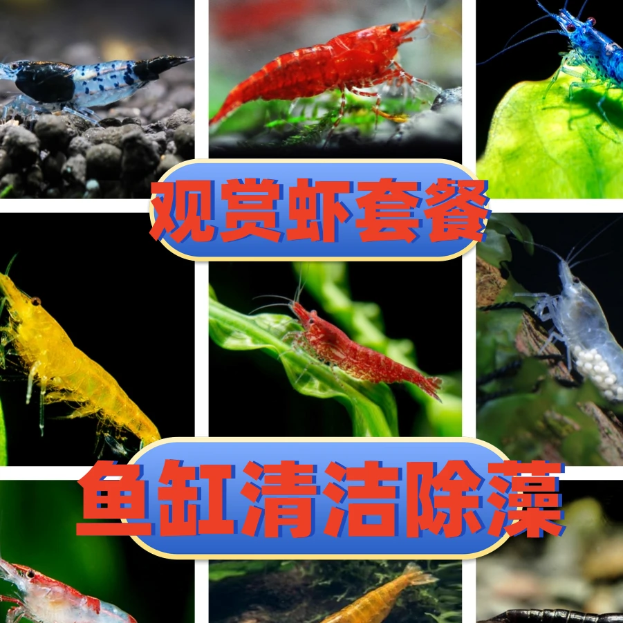 鱼缸除藻观赏鱼混养黑壳虾水晶虾胎生鱼观赏虾除藻虾工具虾黑壳虾