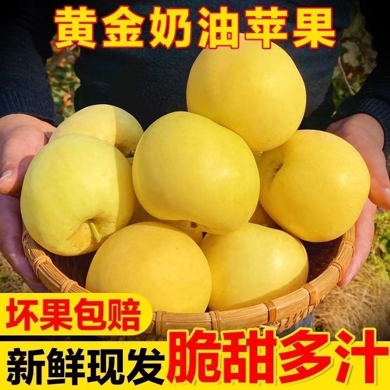 栖霞苹果黄金脆甜奶油富士苹果烟台栖霞苹果批发9斤4.5斤
