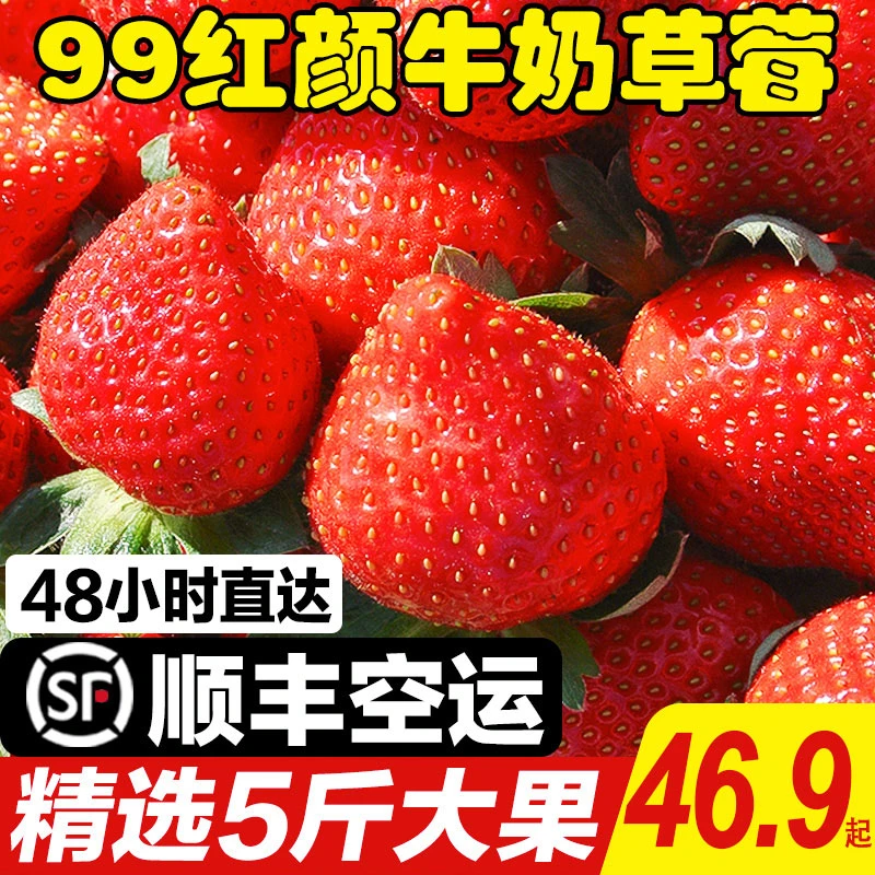 顺丰包邮四川大凉山红颜冬草莓现摘奶油99草莓大果新鲜水果礼盒装
