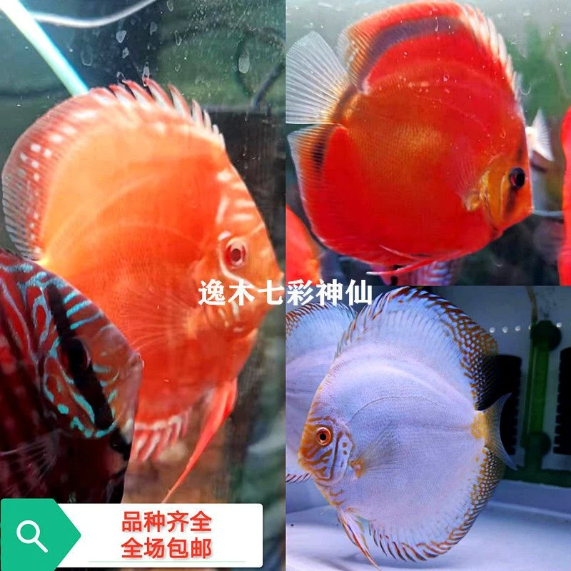 七彩神仙热带鱼观赏活体(福利组合)神仙鱼养鱼饲养