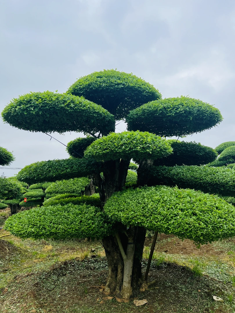 精品对节白蜡盆景大型绿植（直播专用定金）