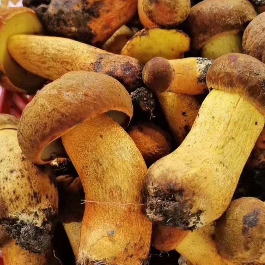 黄牛肝菌 中朵精品 时令鲜货 云南 顺丰冷链包邮 净重500g新鲜