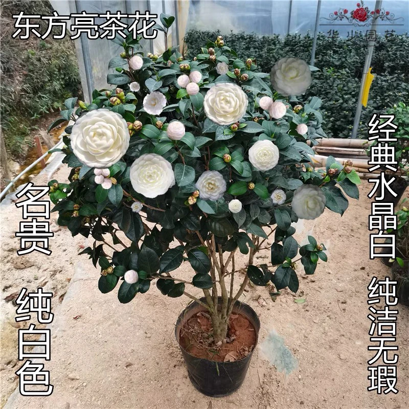 东方亮茶花 白色花朵大花树苗室内室外开花绿植庭院四季常青