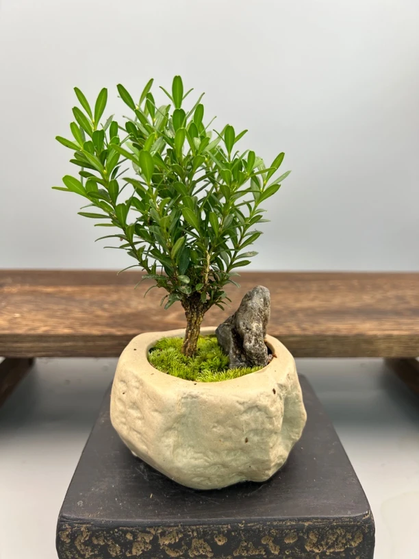 黄杨石头盆小微盆景