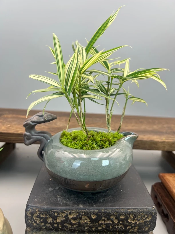 熊猫竹茶壶款小微盆景送底座