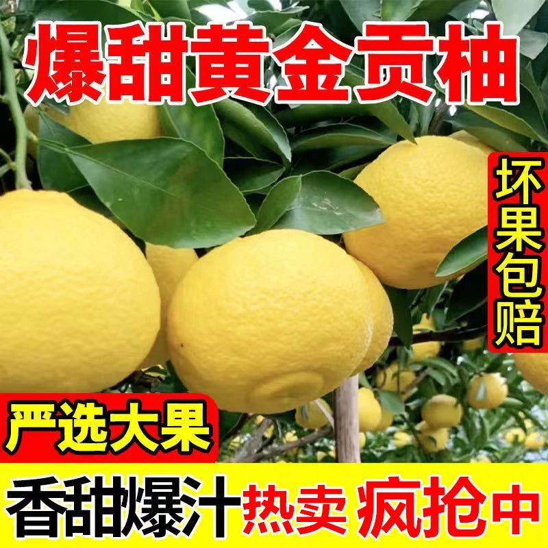 正宗湖南怀化黄金贡柚纯甜象山青5/10斤礼盒当季新鲜水果春香小柚