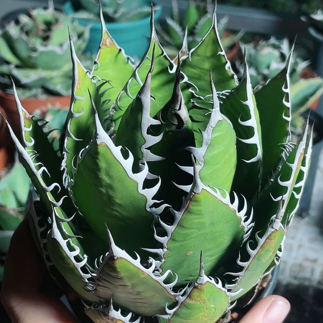 强密刺霍利达龙舌兰